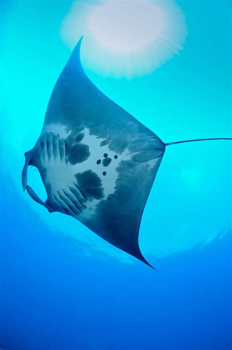 Scripps Graduate Student Discovers Worlds First Known Manta Ray Nursery