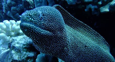 Maui Underwater Life Ocean Animals Found On Maui Ocean Animals