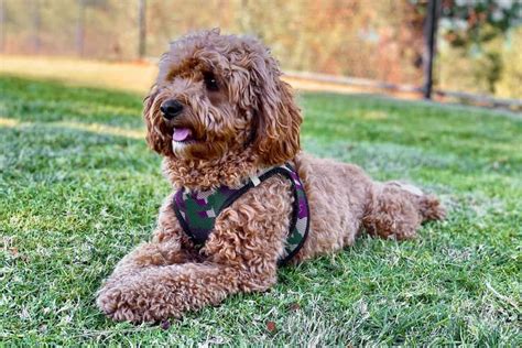 Cavapoo Dog Breed Characteristics Pictures Care