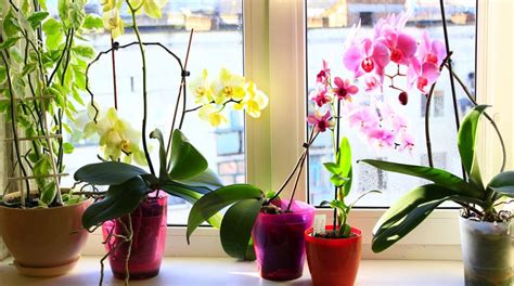 Gardening Tips How To Grow Orchids Indoors The Statesman