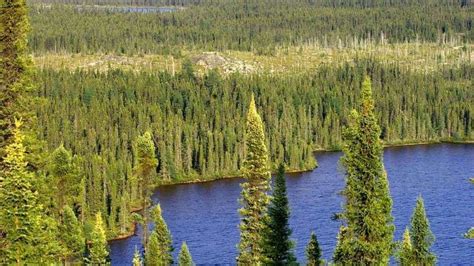 Petition · Urge Costco To Help Stop The Destruction Of Canadas Boreal