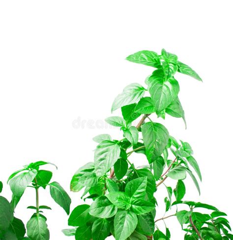 Fresh Green Basil Herb Leaves Isolated On White Background Basilicum