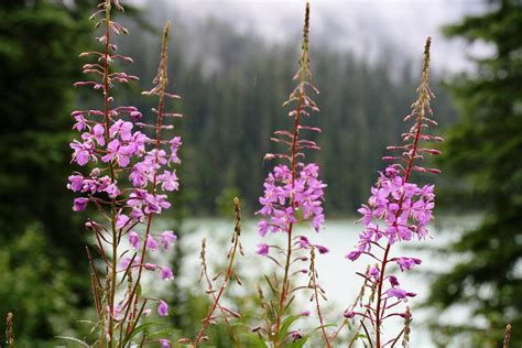 Fireweed Fireweed Adorns The View Of Emerald Lake In Yoho Flickr
