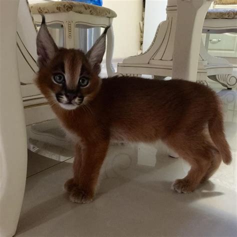 If the kittens you are interested in are older than 9 weeks he or she is available. PennySaver | serval & caracal kittens for sale in Hartford ...