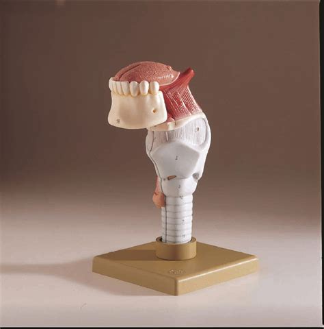Somso Larynx With Tongue Model Human Biology Models