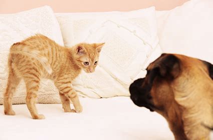 We are here to help. Introducing a Dog to a Cat: How to Do This The Right Way