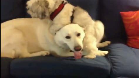 Dog Humping Face Dog Humps Puppys Face Youtube