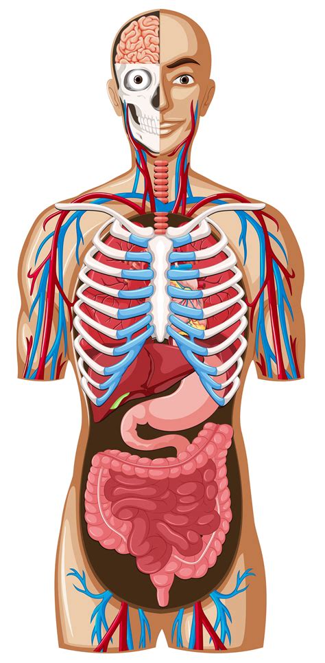 Human Anatomy With Different Systems 559328 Vector Art At Vecteezy