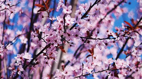 Cherry Blossom Spring Flowers 4k Wallpapers Hd Wallpapers Id 30584