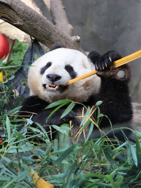 Why The San Diego Zoo Pandas Left