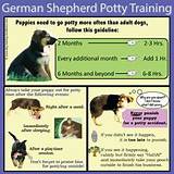 Training German Shepherd Photos