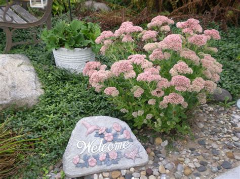 Sedum Autumn Joy Given To Me By A Neighbor Who Is A Master Gardener