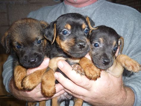 4 girls born 25th may. Patterdale Terrier Puppies, Temperament, Pictures