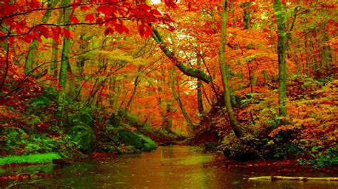 Autumn Forest River Desktop Background Hd Wallpapers 1560