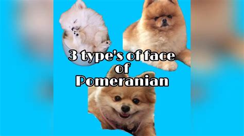 3 Type Of Face Of Pomeranian Plus Information Of🐾 Pomeranian 🐾 Youtube