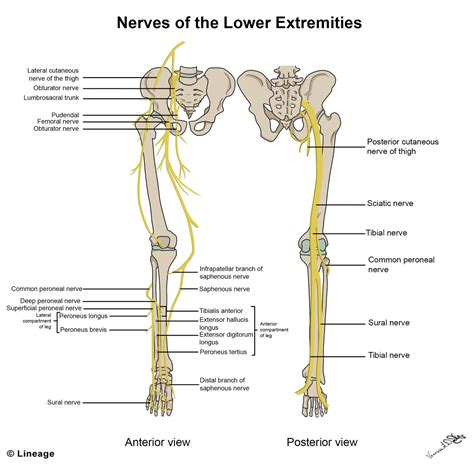 Lower Limb Muscles Lower Limb Lower Extremity