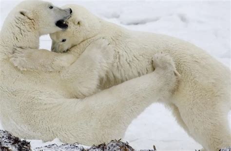 Cinco Científicos Se Encuentran Sitiados Por Osos Polares En El Ártico