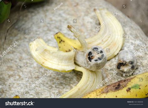 808 Wild Banana Seeds Images Stock Photos And Vectors Shutterstock