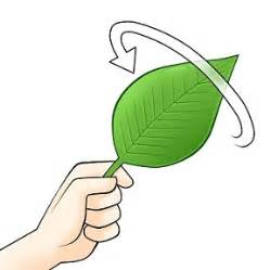 Turn over a new leaf definition: 【イラスト英語】turn over a new leaf（改心する；心機一転する） | イラストで学ぶ!英語表現