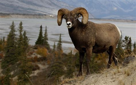 Free photo: Mountain Ram - Animal, Brown, Horn - Free Download - Jooinn
