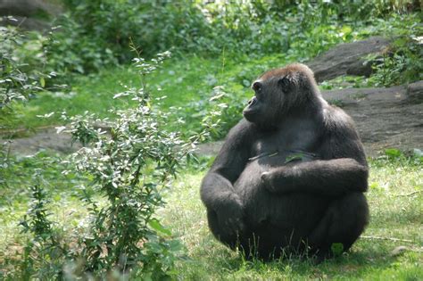 Gorilla Bronx Zoo Rich Brooks Flickr