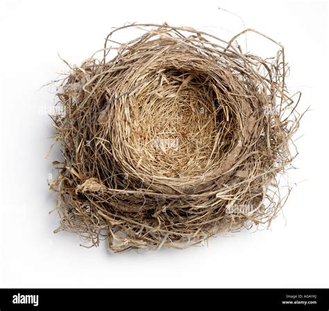 Empty Birds Nest Stock Photo Alamy