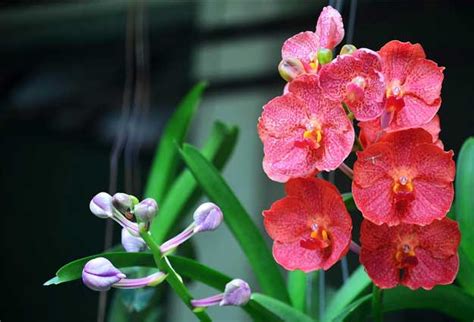 Paling Hits 30 Gambar Bunga Anggrek Bagus Galeri Bunga Hd