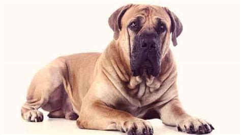 We have the 5 top picks with reviews! What Are the Largest Dog Breeds? | PetCareRx