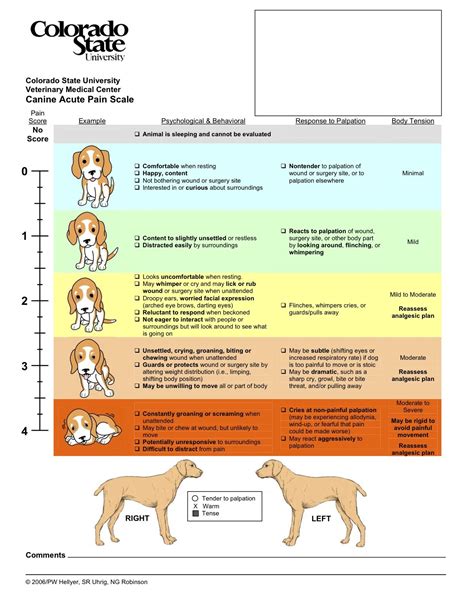 Gym Class How To Exercise Your Dog Meds For Dogs Vet Medicine Dog