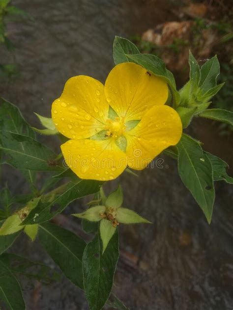 Ludwigia Peruviana Stock Photos Free And Royalty Free Stock Photos From