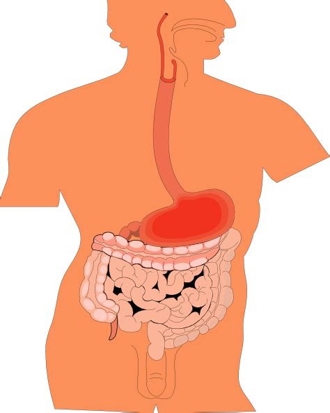 Digestive Organs Medical Diagram clip art 111120 Free Vector / 4Vector