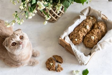 Can Cats Eat Cookies What You Should Know Best Cat Breeds