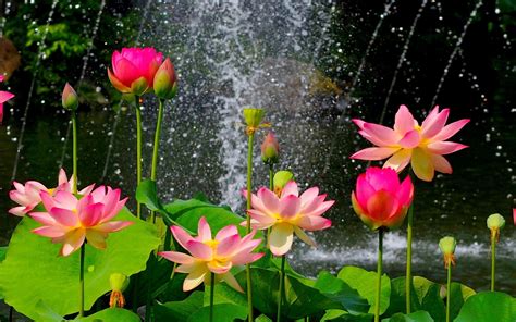 Download Hd Wallpapers Most Beautiful Lotus Flower On