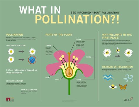 Pollinator Party Pollination Infographic On Behance
