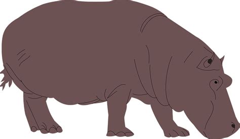 Cartoon Hippo Hippopotamus Free Vector Graphic On Pixabay