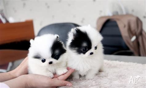 Home Trained White Micro Tiny Teacup Pomeranian Puppies Available For