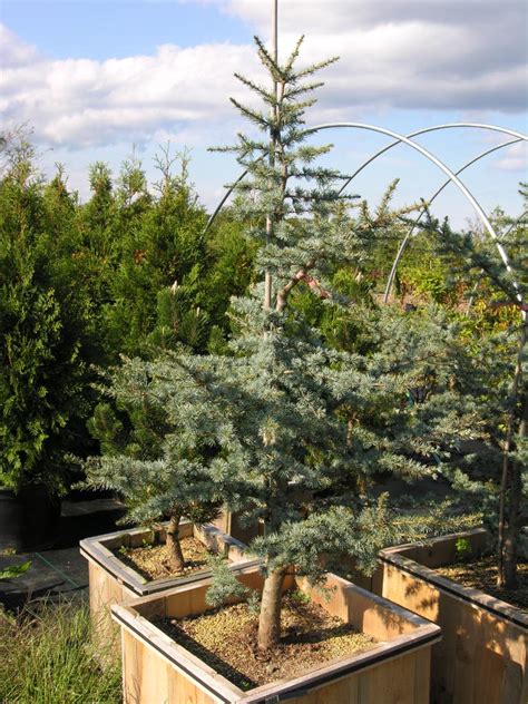 Horstmann Blue Atlas Cedar Katsura Gardens