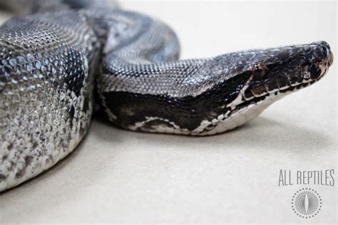 Subadult Black Blood Python Other Pythons Snakes Reptiles