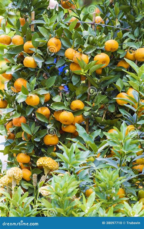 Mandarin Fruits Tree Stock Photo Image Of Tropical Mandarin 38097710