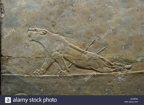 Lion Hunt Of Ashurbanipal Exhibit In The British Museum Camden Stock