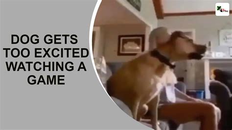 Watch Dog Gets Too Excited While Watching A Game Viral Video Has A