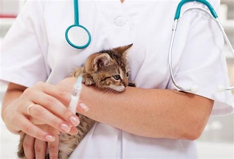 The Five Vaccines Your Cat Needs The Most Petmd