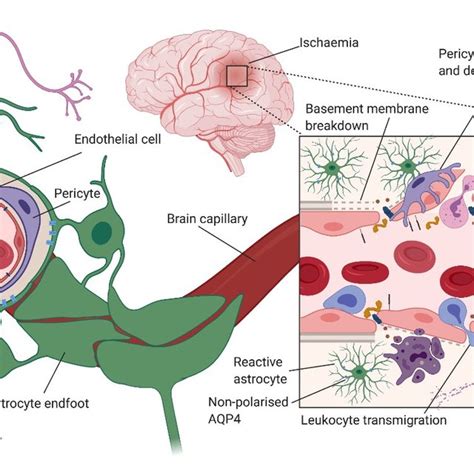 Schematic Diagram Showing How The Amyloid Beta And Tau Cascades Can Be