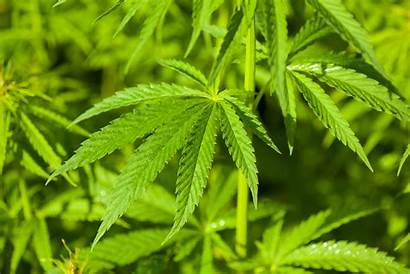 Weed Marijuana 420 Drugs Wallpapers Nature Laptop