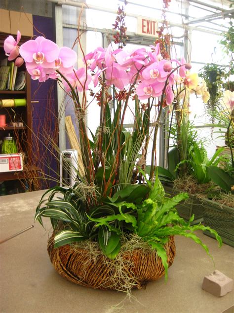 What A Gorgeous Orchid Display Planter Arrangements Plant