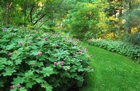 Slideshow 10 Great Groundcovers To Rely Upon A Way To Garden
