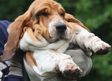 Basset hound · springfield, il. Basset Hound Puppies In Illinois | PETSIDI