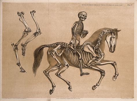 Skeleton Of A Man Riding The Skeleton Of A Horse Three Figures