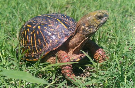 All About Box Turtles Welcome Wildlife