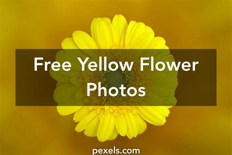 Free Stock Photos Of Yellow Flower · Pexels